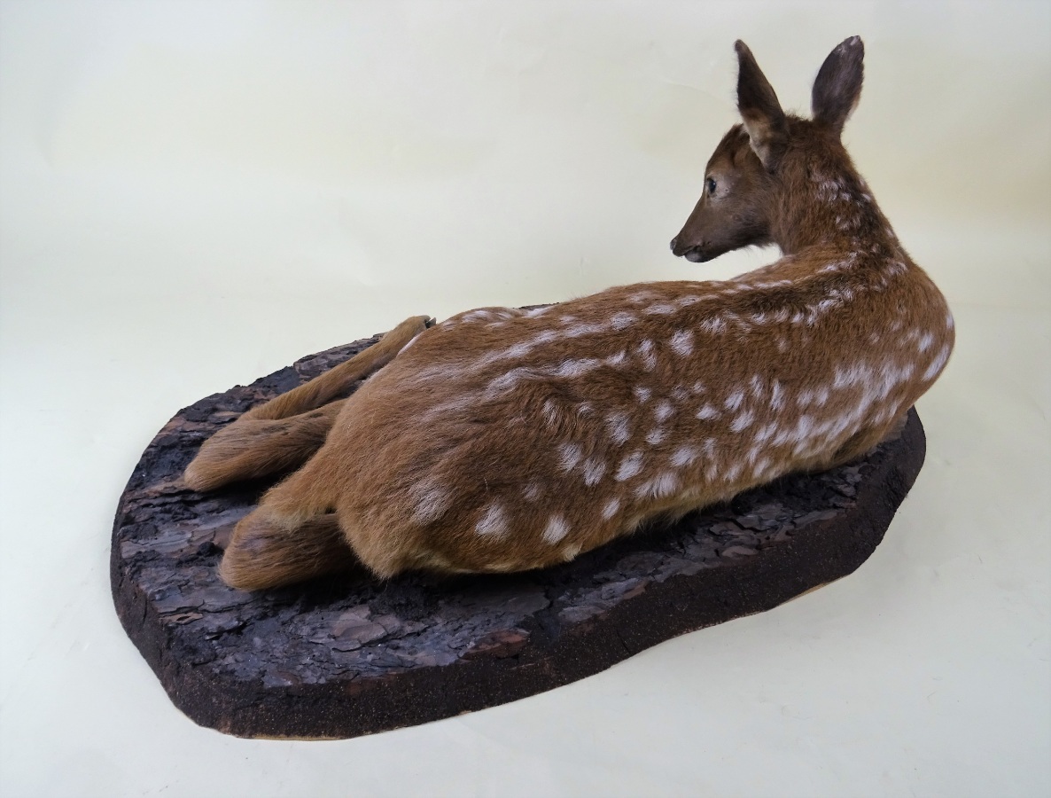 Taxidermy Deer